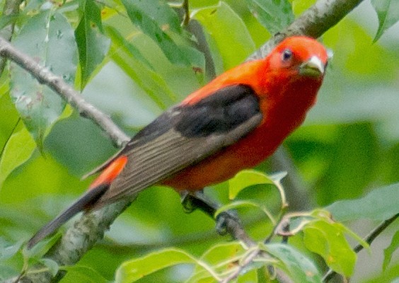 Scarlet Tanager - ML62288131