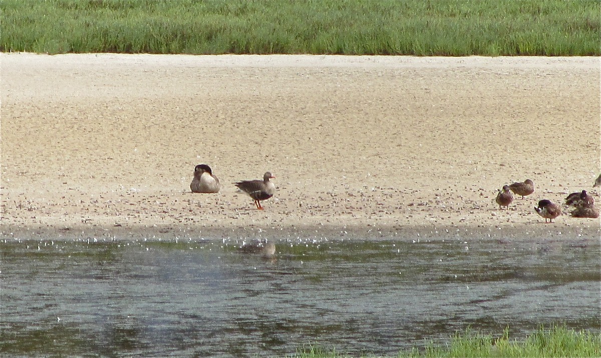 Greater White-fronted Goose - Casey Ryan