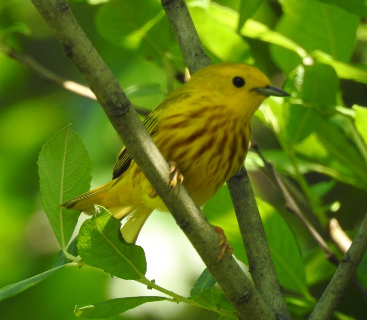Yellow Warbler - Bruce Hoover