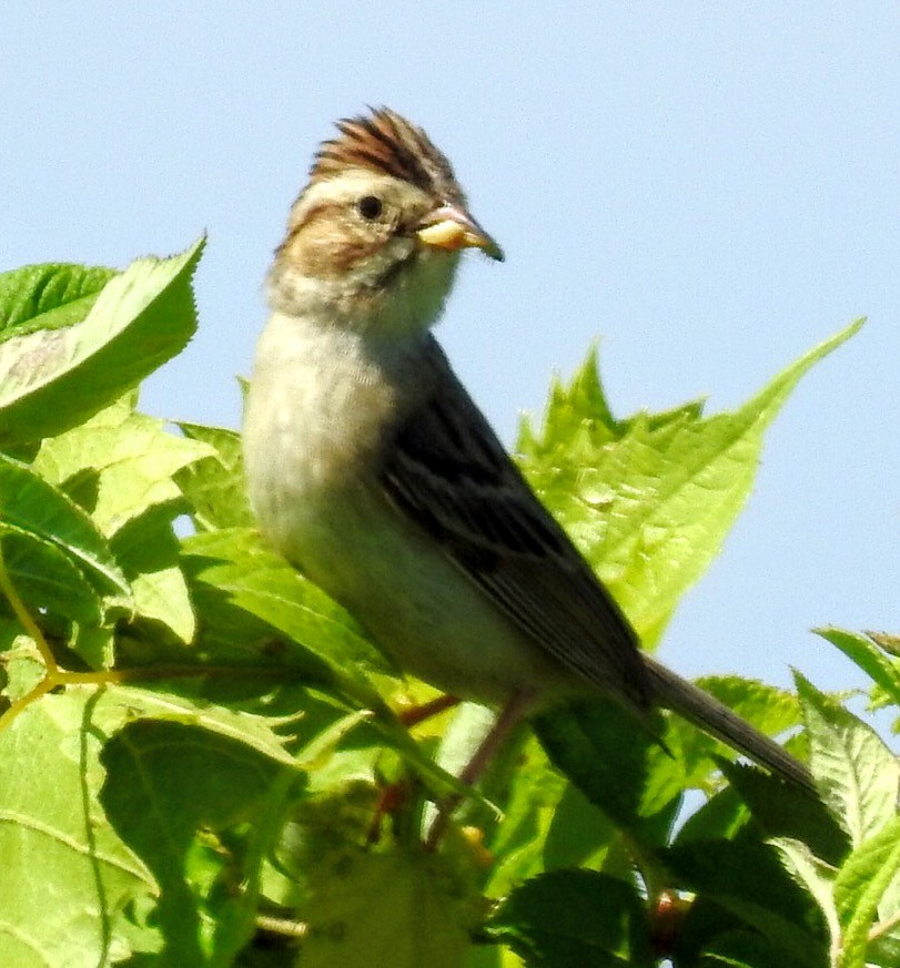 Clay-colored Sparrow - ML62293141