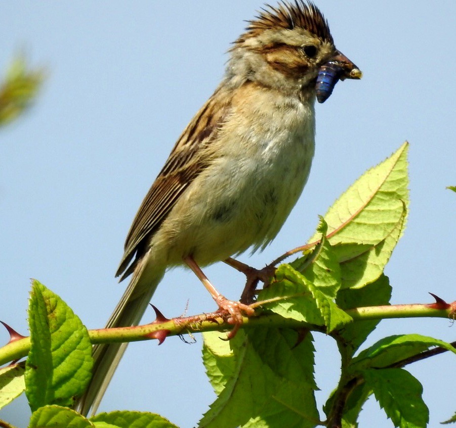 Clay-colored Sparrow - ML62293151