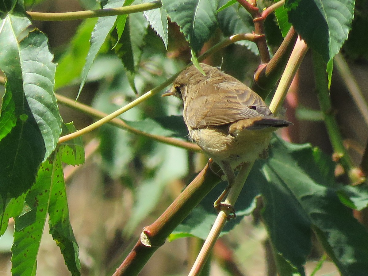 Common Reed Warbler (African) - Pedro Fernandes