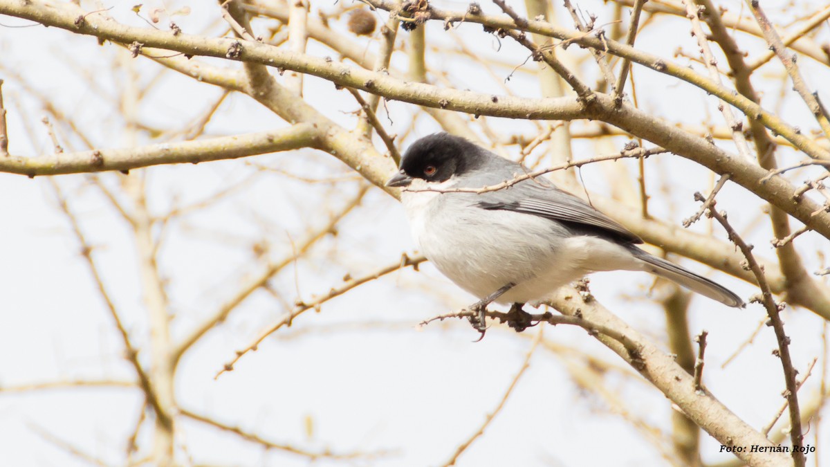 Black-capped Warbling Finch - ML62295911