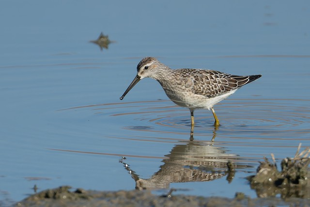 Stilt Sandpiper