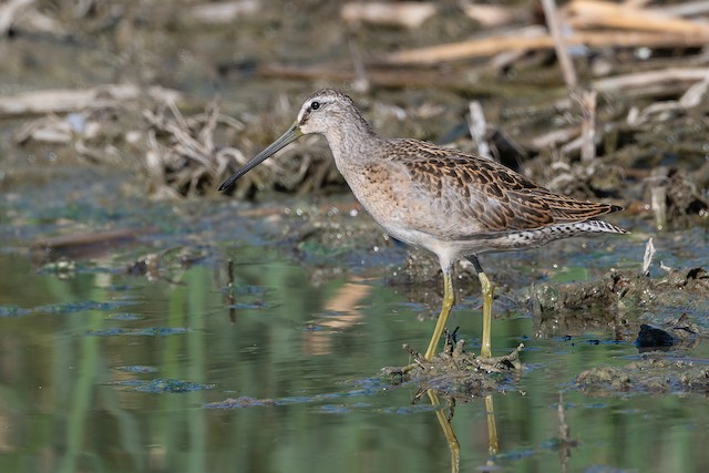 Short-billed Dowitcher