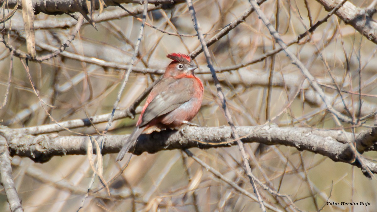 Red-crested Finch - ML62296011