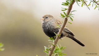  - Carbonated Sierra Finch