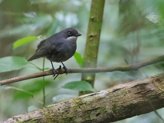  - ML622964842