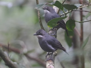  - ML622964844