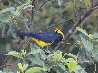 Male (Yellow-crested) - Neoh Hor Kee - ML622966506