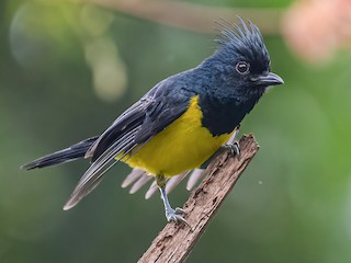 Male (Black-crested) - Ngoc Sam Thuong Dang - ML622966507