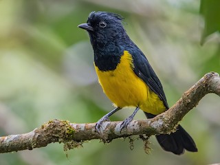 Male (Black-crested) - Ngoc Sam Thuong Dang - ML622966508