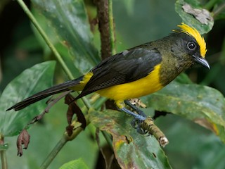 Female (Yellow-crested) - Ayuwat Jearwattanakanok - ML622966514