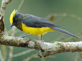 Female (Yellow-crested) - Vincent Wang - ML622966521