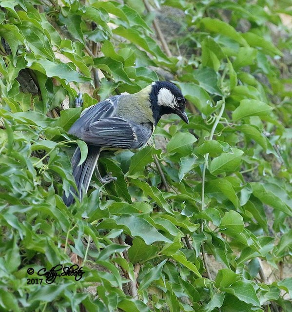 Adult dorsal view (subspecies <em class="SciName notranslate">niethammeri</em>). - Great Tit - 