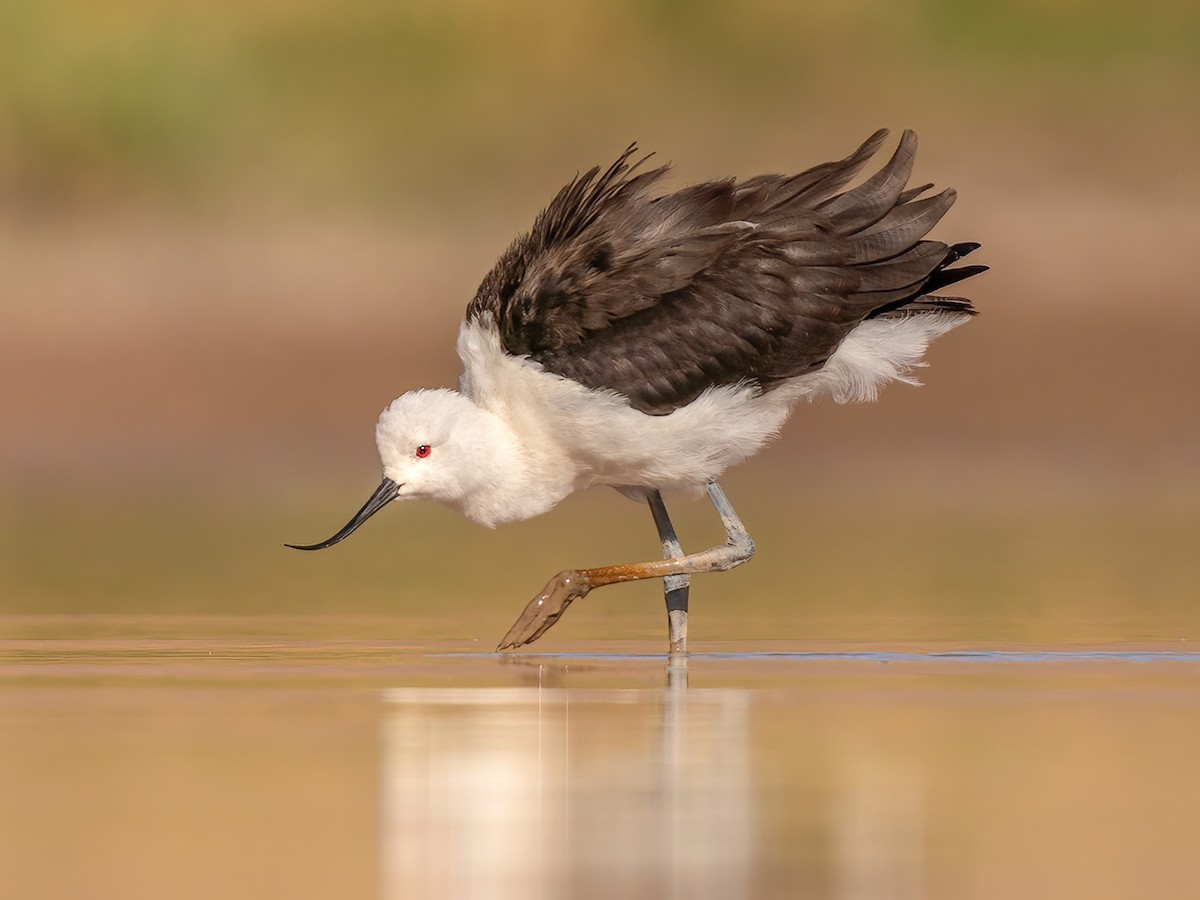 Andean Avocet - Recurvirostra andina - Birds of the World