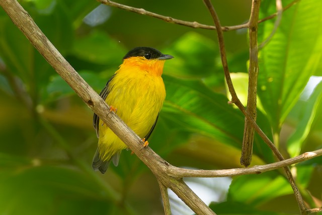 Orange-collared Manakin