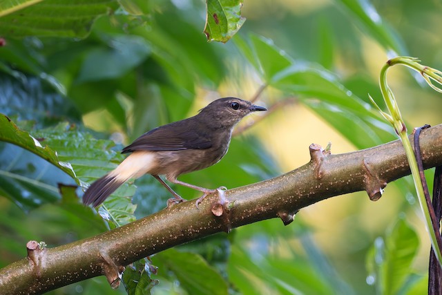 Buff-rumped Warbler
