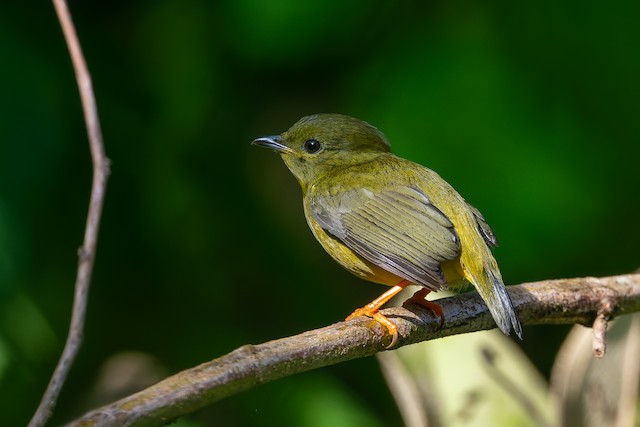 Orange-collared Manakin