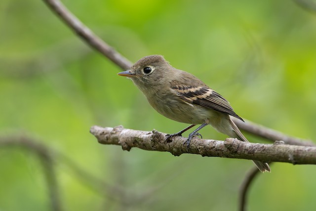 Western Flycatcher