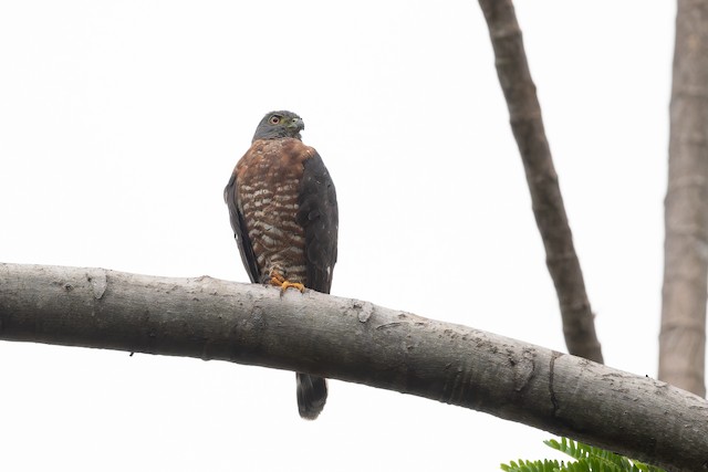 Double-toothed Kite