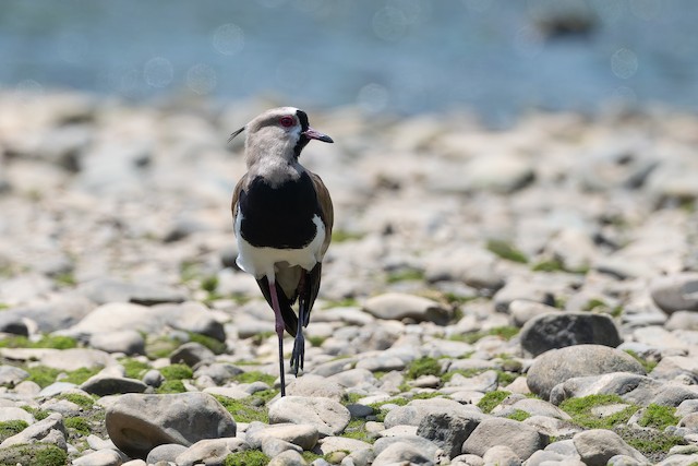 Southern Lapwing