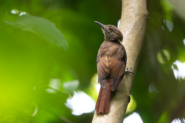 Tawny-winged Woodcreeper