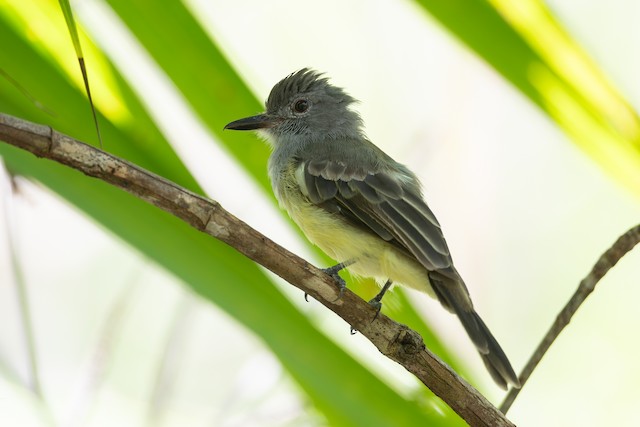 Panama Flycatcher