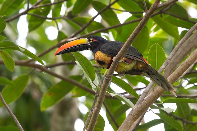 Fiery-billed Aracari