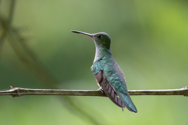 Scaly-breasted Hummingbird