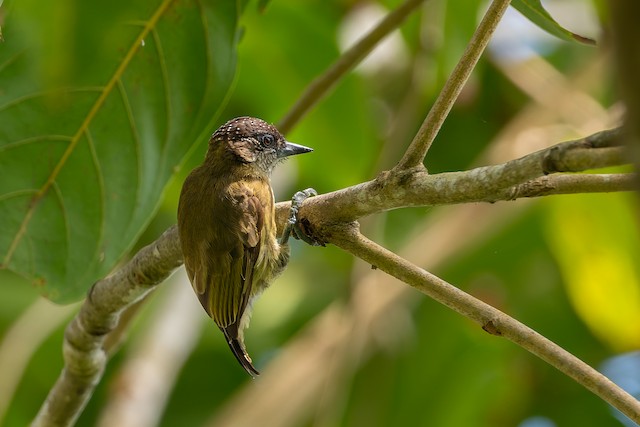 Olivaceous Piculet