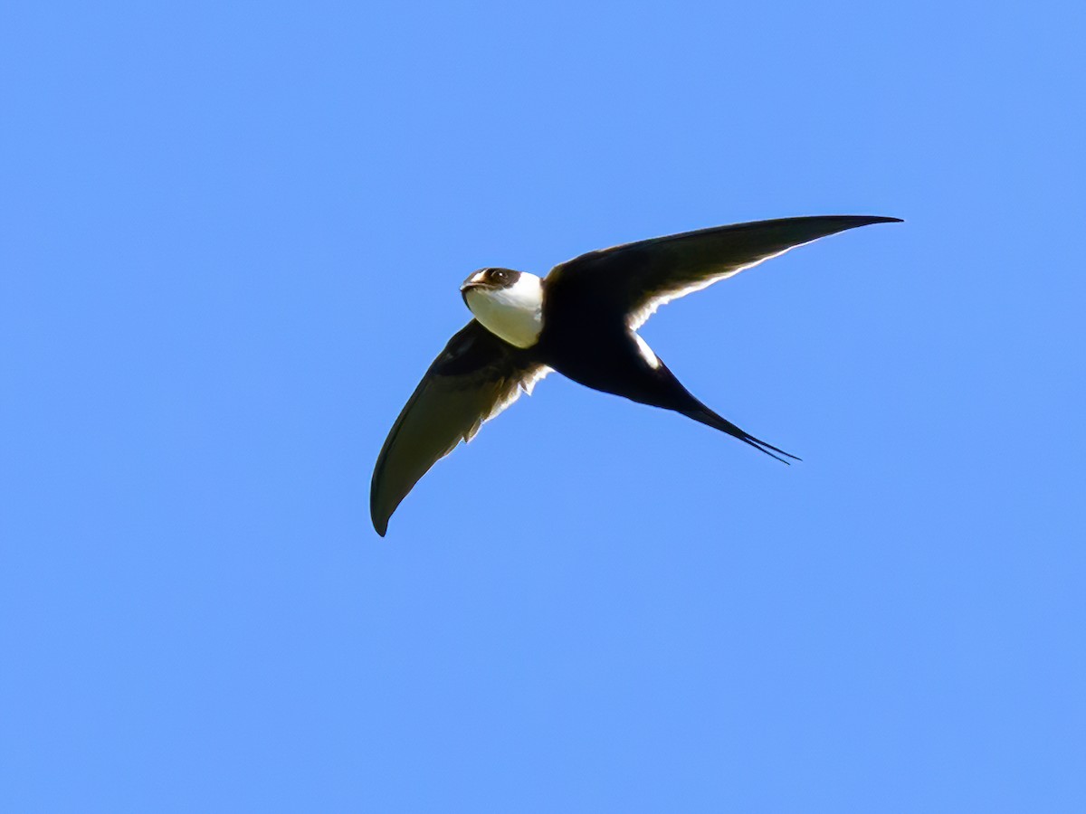 Great Swallow-tailed Swift - Panyptila sanctihieronymi - Birds of the World