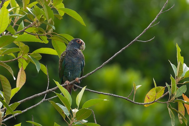 White-crowned Parrot