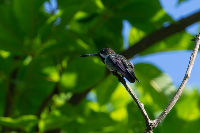 Long-billed Starthroat