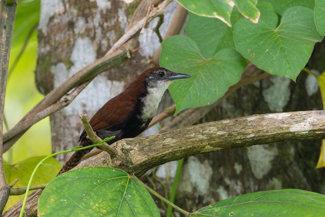 Black-bellied Wren