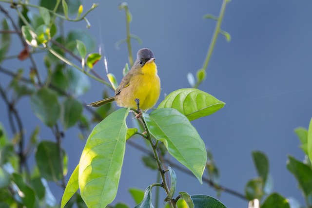 Gray-crowned Yellowthroat