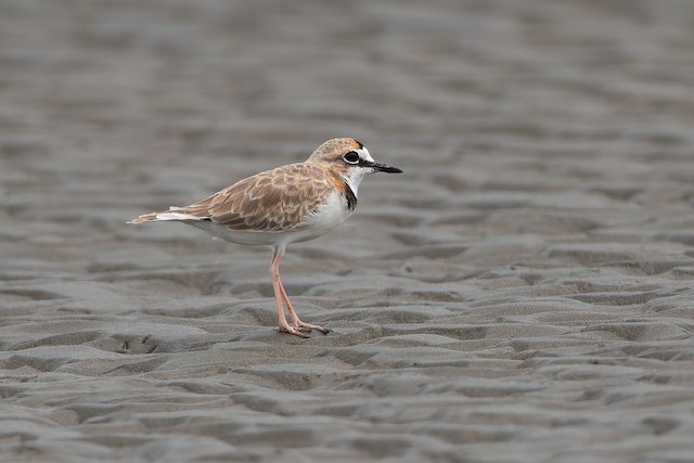 Collared Plover