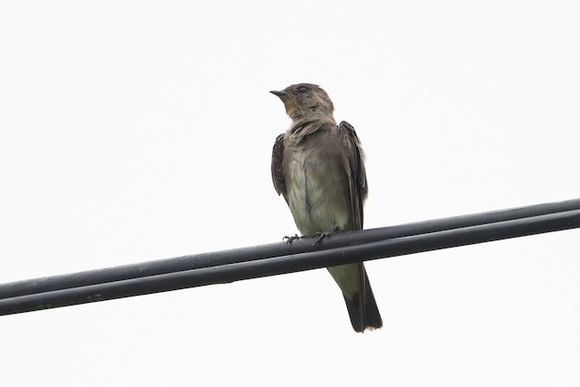 Southern Rough-winged Swallow