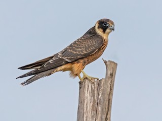  - Australian Hobby