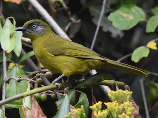 Adult (Stripe-faced) - isaac kilusu - ML622994079