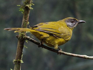 Adult (Stripe-faced) - Flemming Pagh Jensen - ML622994080