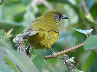 Adult (Olive-headed) - Anonymous - ML622994094