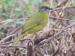 Adult (Olive-headed) - Zach Simpson - ML622994095