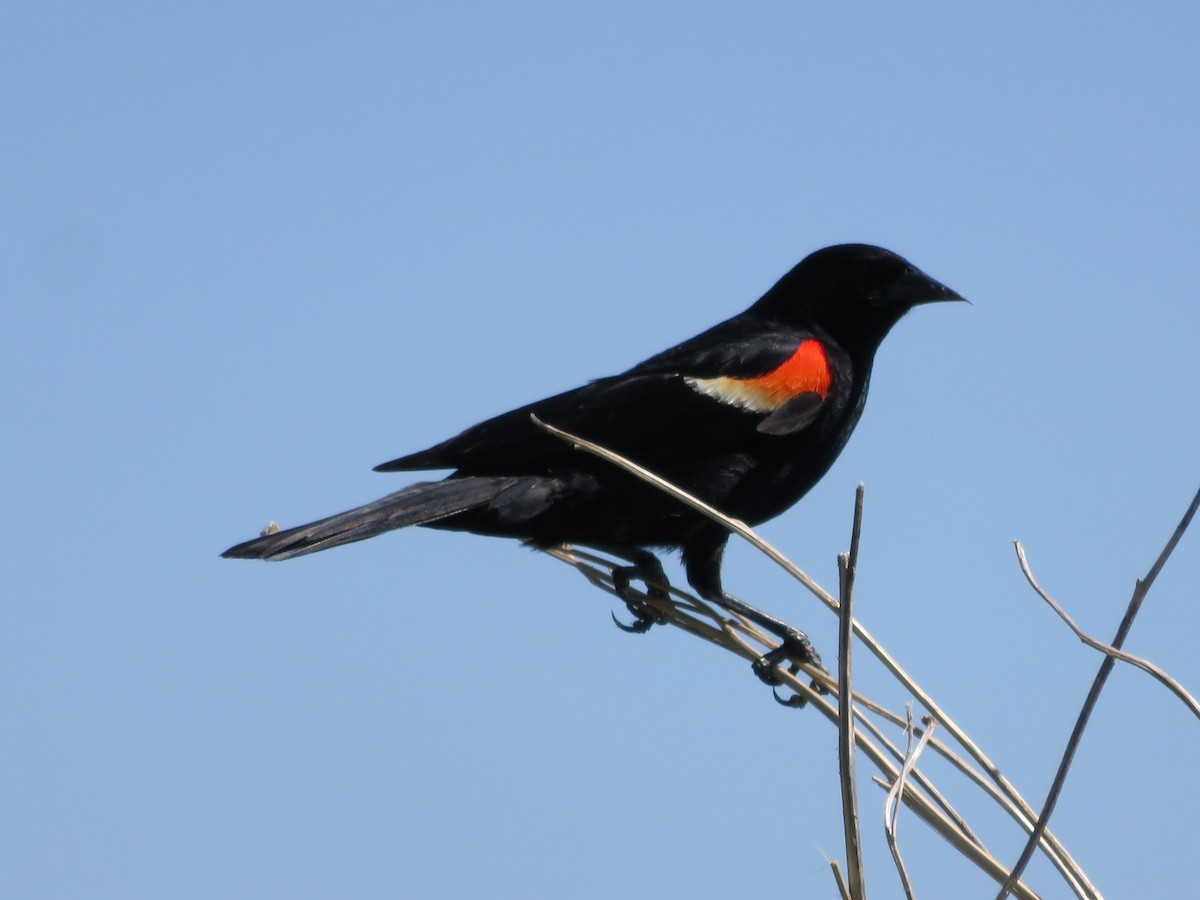 Red-winged Blackbird - Brett Myskowski