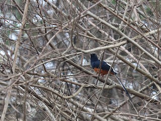 Sri Lanka Shama - eBird