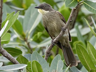 Adult (flavigula) - George Armistead | Hillstar Nature - ML623003765