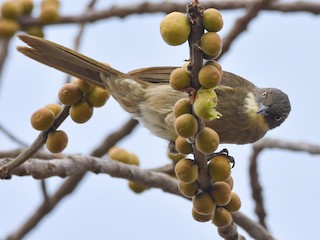 Adult (flavigula) - Santiago Caballero Carrera - ML623003766