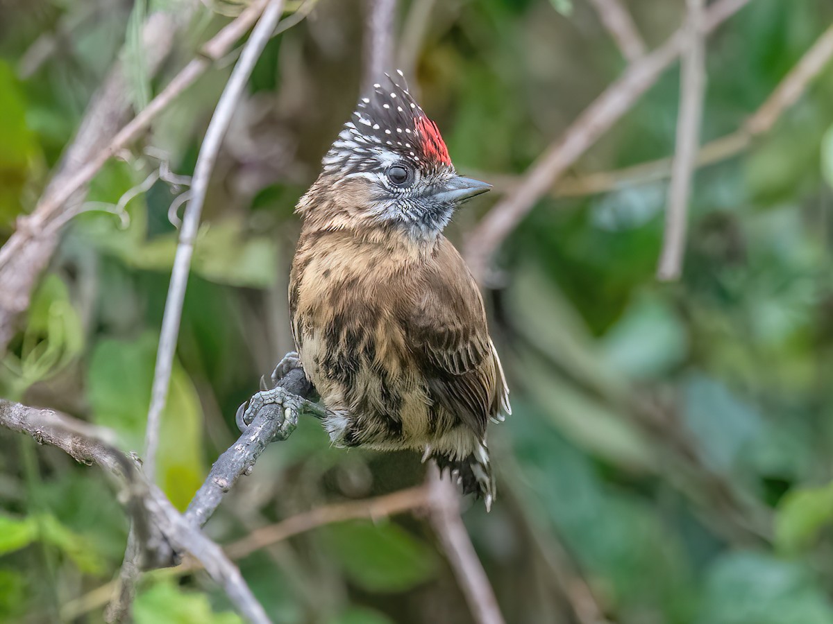 Mottled Piculet - Picumnus nebulosus - Birds of the World