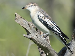 Nonbreeding male - David Newell - ML623008809