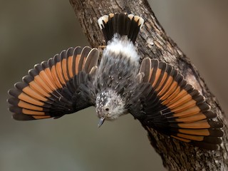 Female (Orange-winged) - David Irving - ML623009270